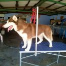 โต๊ะกรูมมิ่ง โต๊ะอาบน้ำสุนัข โต๊ะตัดขนสุนัข ราคา 3,000 บาท  รับทำตาม order ค่ะ