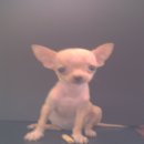 ขายลูกชิวาวา