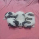 เปิดจองลูกชิวาว่า หลายตัวครับ ราคา3-4000