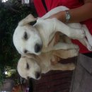 ขายลูกสุนัขพันธุ์ลาบราดอร์