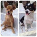 หาบ้านให้น้องชิวาวา เพศเมีย(ด่วน)