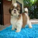 ขออณุญาติ ขายลูกชิห๋สุ สามสีสามตอน แน่นๆบี้ๆ