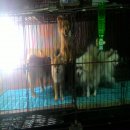 ขายลูกหมาอายุ 4 เดือน (กำลังถ่ายขน)