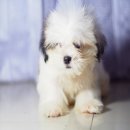 ลูกสุนัขชิสุห์ เพศผู้