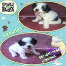 Shihtzu 80% เพศเมีย  วัยกำลังน่ารัก โทร 087-515-9665