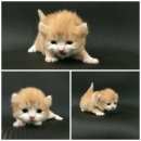เปิดจอง น้องแมว คิลคาโล และ อเมริกันเคิล