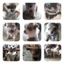 น้องชิวาวาหาบ้านใหม่ค่ะ