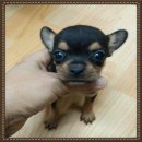 น้องโพนี่ ชิวาวาขนสั้นเพศเมีย