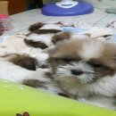 ชิสุห์แท้ เพศเมีย 4