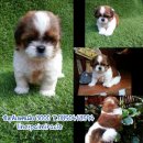 ชิสุห์เพศเมียจร้า เพียง 3000 บาทพร้อมฉีดวัคซีนรวมติดต่อได้น้า น่ารักจ๊ะ