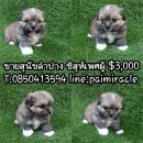 ชิสุ เพศผู้ตัวที่ 2 ขนแน่นหนา สีสวยงาม 3000 บาทค่ะพร้อมย้ายบ้านจ๊ะ