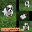 ชิสุเพศเมียสวยงามหัวโตสวยมาก3000(ตัวที่ 1)พร้อมย้ายบ้านเลยนะค่ะ