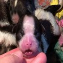 มีลูกสุนัขชิสุแท้ ตัวผู้ และเมีย สีน้ำตาลแอง