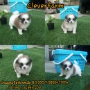 ชิสุห์ผสมปอมเพศเมีย 3000 พร้อมย้ายบ้านจ๊ะ