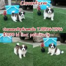 ชิสุห์ผสมปอมเพศเมีย แข็งแรงน่ารัก เพียง 3000 พร้อมย้ายบ้านนะจ๊ะ