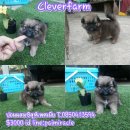 น้องหมาผสมเพศเมียปอมผสมชิสุห์จ๊ะ 3000 พร้อมย้ายบ้านจร้า