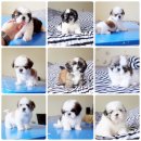 🔆🔆ชิสุสุขภาพดีฟอร์มสวยขนแน่น‼️รับประกัน🚗มีบริการจัดส่งจ้...