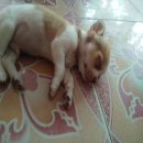 ลูกชิวาว่าขนสั้น หัวโต 