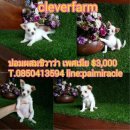 ปอมผสมชิวาว่าเพศเมียคะ 3000 น่ารักๆพร้อมย้ายบ้าน