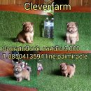 ชิวาว่าผสมปอมเพศเมีย เพียง 3000 พร้อมฉีดวัคซีนแล้วนะคะ