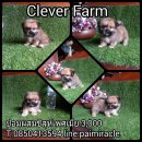 ชิสุห์ผสมปอมเพศเมียจ๊ะพร้อมฉีดวัคซีนเพียง 3000 พร้อมย้ายบ้านนะคะ