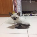 ขายลูกแมววิเชียรมาศแท้ พร้อมย้ายบ้าน 