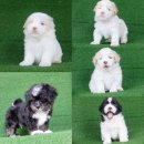 Sale3,000บาท💳รับเครดิตการ์ด Smalldoglandจำหน่ายลูกชิสุเทอเรียสวยๆน่ารักๆ...