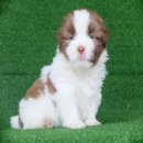 🎉Saleลูกชิสุจาก3,900เหลือ3,000ทุกตัว💳รับเครดิตการ์ด💰เงิน...