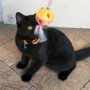 แมว Scottish สีดำเพศผู้ หูตั้ง หน้ากลม ขนนิ่มมาก ขี้อ้อน พันธ์นอกแท้ 3,000 บาท