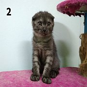 Scottish fold ตัวสุดท้ายแล้วครับ