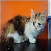 ขายลุกแมว munchkin ลูกหลุดขายาว