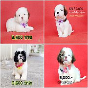 ♦️♦️♦️For SALE ชิสุแท้ 4 หนุ่มหล่อ 🐶รับประกันสุขภาพ♦️♦️♦️มีบริการส่งทั่ว...