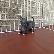 ชิวาวา ขนสั้น เพศผู้ พร้อมย้ายบ้าน