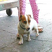 พ่อพันธ์ jack รับผสม มีลูกสุนัขจำหน่าย