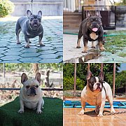 พ่อพันธุ์เฟร้นบูลด็อก4หนุ่มหล่อ ส่งน้ำเชื้อทั่วประเทศไทย มีทุกสีให้เลือก พร้อมออ...