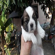 ชิสุแท้  ตัว  ผู้ 1 สนใจลดได้