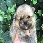 ชิวาวาขนสั้น ตัวผู้ และเมีย 