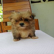 ชิสุผสมปอม