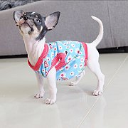 💥SALE💥ชิวาวาขนสั้นเพศเมีย3000มีบริการส่งทั่วไทย