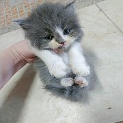 ***ขายแล้ว***ลูกแมวเปอร์เซียแท้