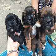 ชิสุผสมชิวาวา