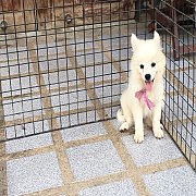 ปอมขาว น่ารัก เมีย