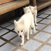 ปอมขาว เกรดเลี้ยงเล่น