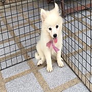 ปอมขาว ราคาเบา ๆ น่ารัก