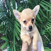 ชิวาวาผสมปอม 2800ครีม