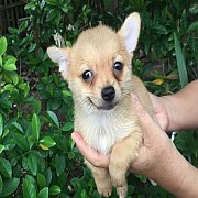 ชิวาวาผสมปอม สีครีม 3000