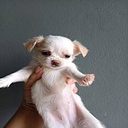 ชิวาวาแท้ น่ารัก ชายและหญิง