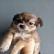 ชิวาวาแท้