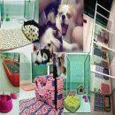 รับฝากสุนัขแบบห้องส่วนตัว ไม่ขังกรง Box Box Dog House