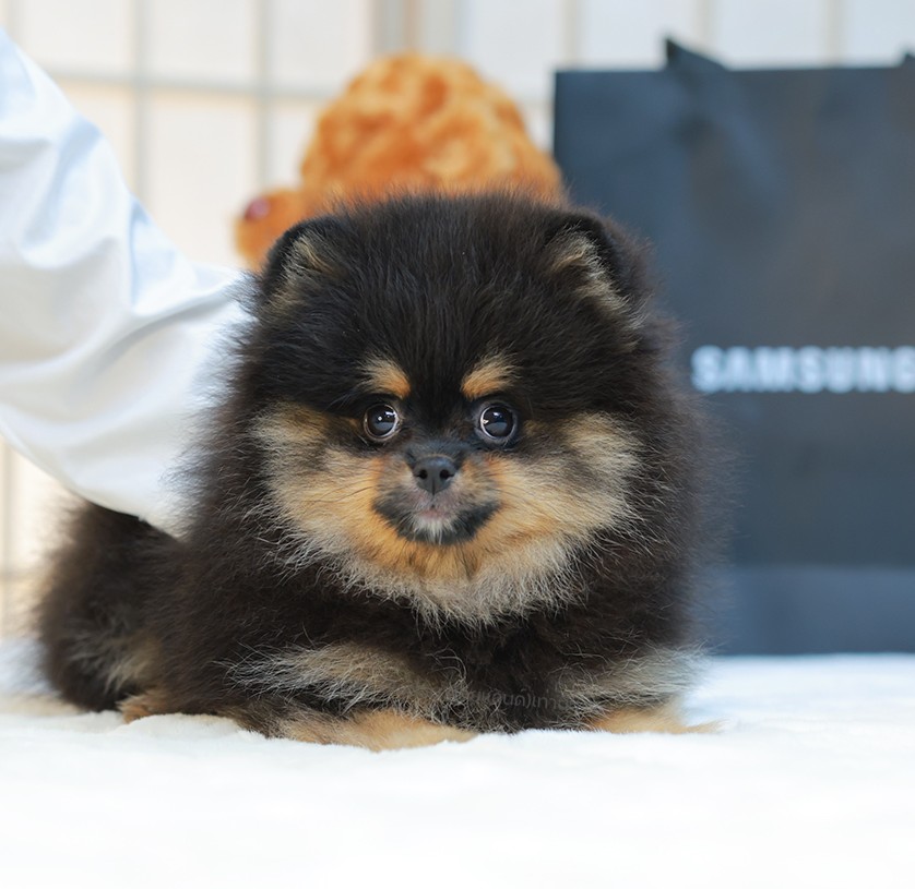 ปอมแท้ ปอมเมอเรเนียนฃ HRM-68133 เพศชาย สีแบล็คแทน อายุ 2 เดือน ตัวเล็ก ขาสั้น หน...